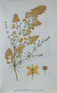 Billede skannet fra bogen "Nordens Flora" af planten Gul Snerre