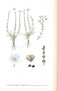 Billede skannet fra bogen "Nordens Flora" af planten Knude Firling