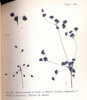 Billede skannet fra bogen "Nordens Flora" af planten Mark-Frytle