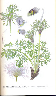 Billede skannet fra bogen "Nordens Flora" af planten Nikkende Kobjælde