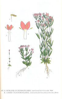 Billede skannet fra bogen "Nordens Flora" af planten Strand-Tusindgylden